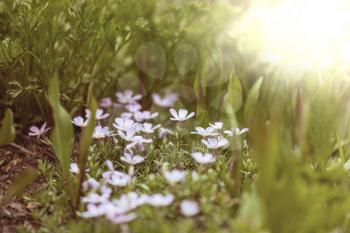 Close-up shot of the beautiful flowers. Suitable for floral background.