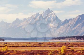 Bright colors of the Fall season in Grand Teton National Park, Wyoming, USA