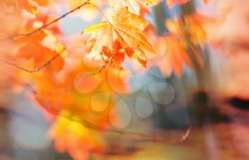 Colorful yellow leaves in Autumn season. Close-up shot. Suitable for background image.