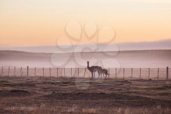 Guanaco (Lama Guanicoe) in Patagonia