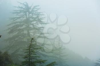 Magic misty forest. Beautiful natural landscapes.