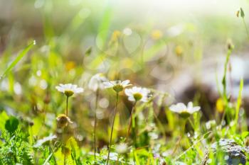 Close-up shot of the beautiful flowers. Suitable for floral background.