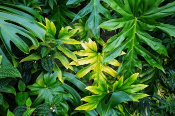 Beautiful tropical garden in Hawaii island