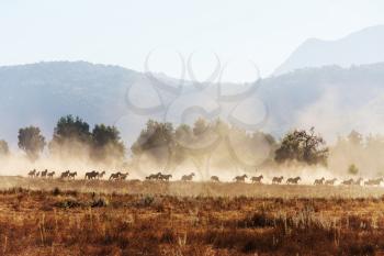 Horse herd run on pasture in Chile, South America