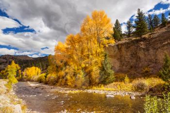 Colorful yellow autumn in Colorado, United States. Fall season.