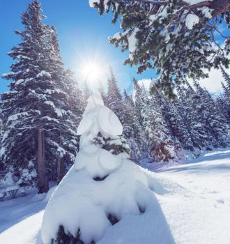 Picturesque snow-covered forest in the winter