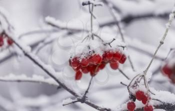 Red frozen berries viburnum in the winter season