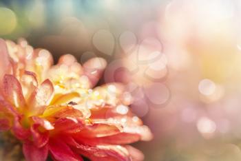 Close-up shot of the beautiful flowers. Suitable for floral background.