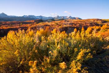 Colorful yellow autumn in Colorado, United States. Fall season.