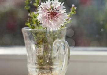 Close-up shot of the beautiful flowers. Suitable for floral background.