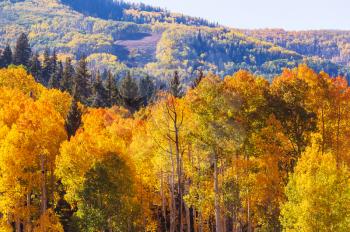 Autumn scene in yellow tones