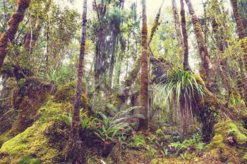 New Zealand tropical jungle forest. Green natural background