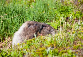 Marmots on meadow in summer mountains, wild nature in North America