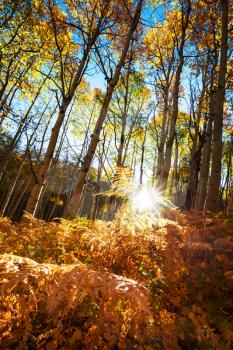 Colorful sunny forest scene in Autumn season with yellow trees in clear day.