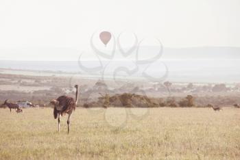 Tourist attraction on african safari in Namibia -balloons over savannah