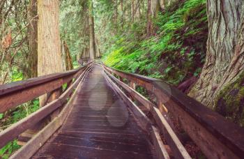 Wooden boardwalk in the forest