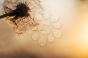 Blowball in Spring sunny meadow. Natural summer background.