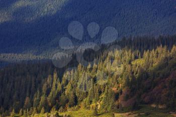 Forested mountain slope in Carpathian