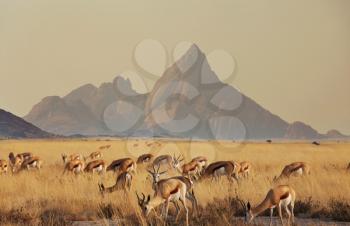 The springbok (Antidorcas marsupialis)  in the african bush, Namibia. Travel Africa safari