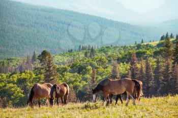 Horse on pasture in Chile, South America