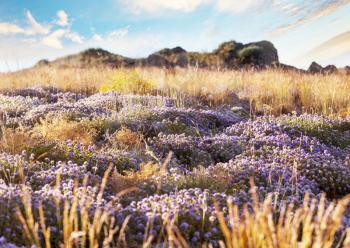 Mountain meadow in summer season