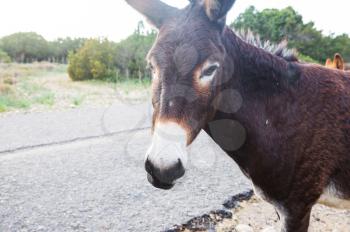 Wild donkey in Northern Cyprus