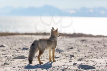 South American gray fox (Lycalopex griseus), Patagonian fox, in Patagonia mountains