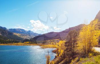 Colorful yellow autumn in Colorado, United States. Fall season.