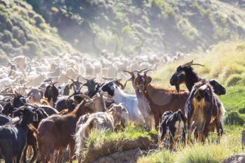 Herd of goats in the mountains