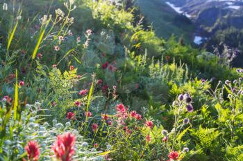 Mountain meadow in sunny day. Natural summer landscape. Mountains in Alaska.