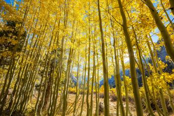 Colorful sunny forest scene in Autumn season with yellow trees in clear day.