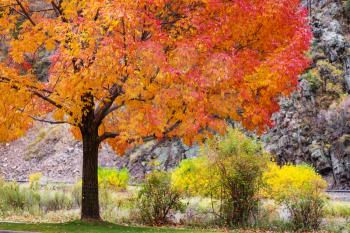 Autumn scene in yellow tones