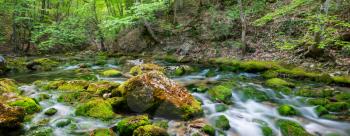 Beautiful small river in green forest