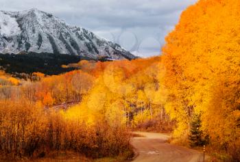 Colorful yellow autumn in Colorado, United States. Fall season.