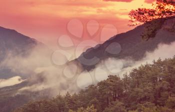 Magic misty forest. Beautiful natural landscapes.