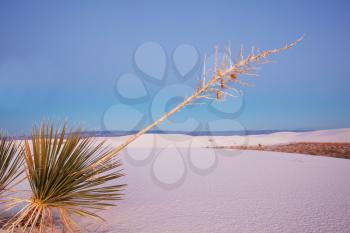 White Sands Dunes  in New Mexico, USA