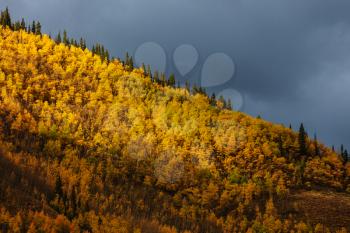 Colorful yellow autumn in Colorado, United States. Fall season.