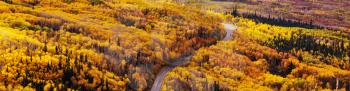 Colorful yellow autumn in Colorado, United States. Fall season.