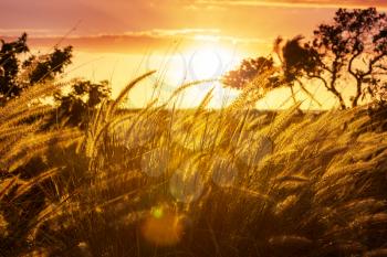 Grass in a meadow at sunset