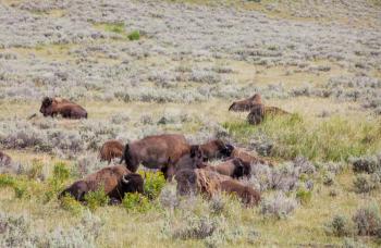 Wild buffalo  in Yellowstone National Park, USA