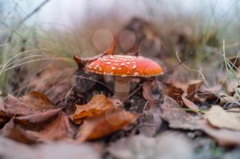 Mushrooms in the autumn forest