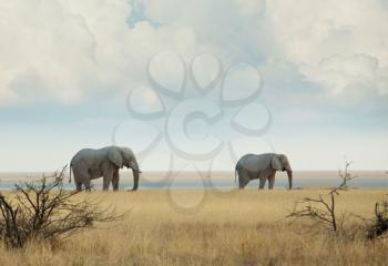 Elephants  in african  savannah. Travel adventure background.