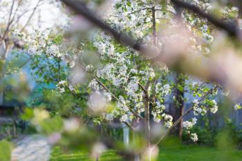 Spring scene  in the green garden blossom tree springtime fresh