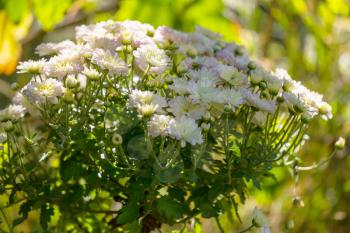 Colorful autumnal chrysanthemum in the garden