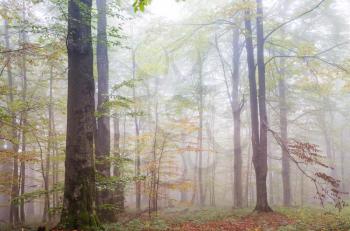 Colorful sunny forest scene in Autumn season with yellow trees in clear day.