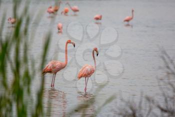 Mexican flamingos wade in lagoon