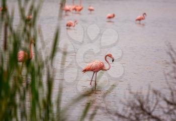 Pink flamingo in  lagoon, Mexico