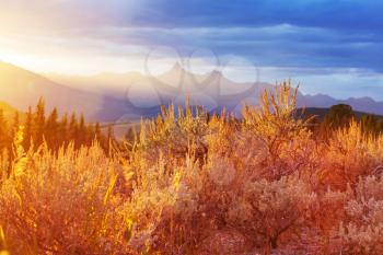 Colorful  autumn meadow in mountains. Natural background.