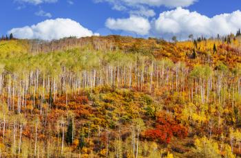 Colorful sunny forest scene in Autumn season with yellow trees in clear day.