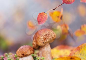 Mushrooms in forest at fall season.